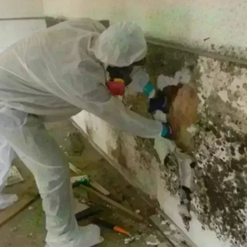 Mold Remediation and Removal in Glen Allen, VA